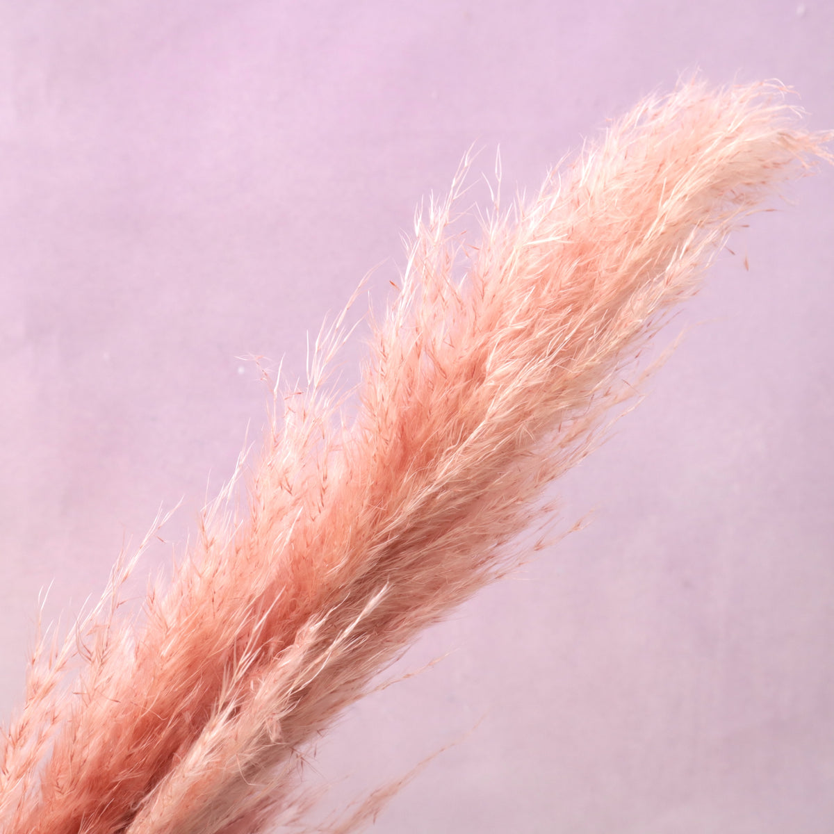 Pampas Grass Dusty Pink