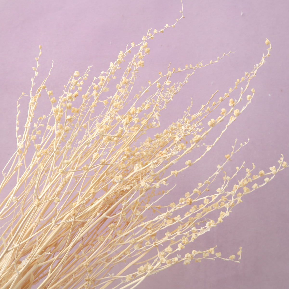 Dried Renanthera White