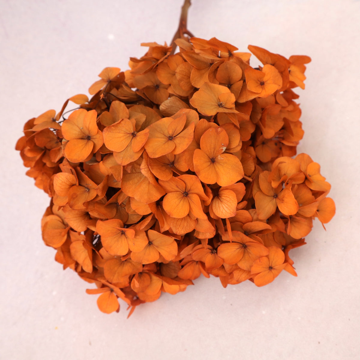 Hydrangea Bigleaf Orange