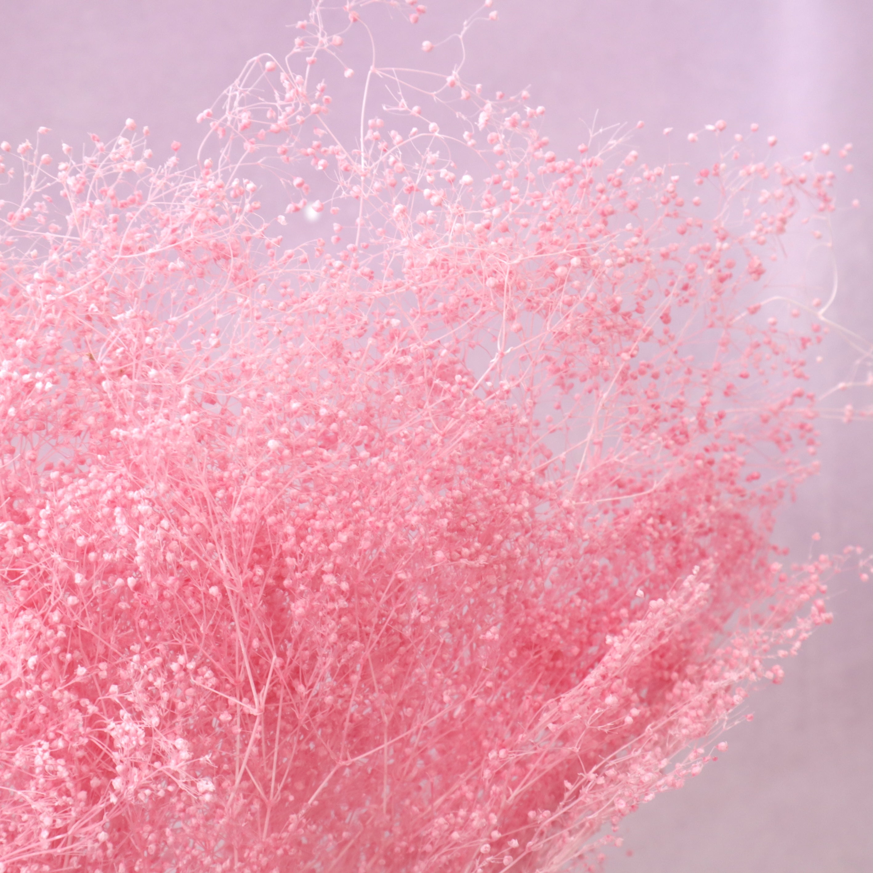 Snowy Baby's Breath Blush Pink