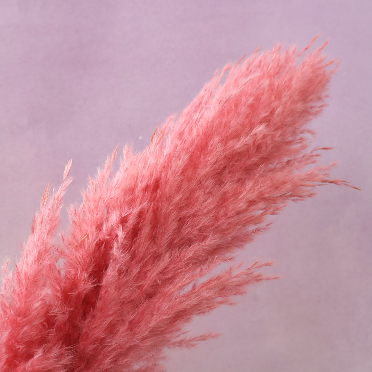 Pampas Grass Coral Pink