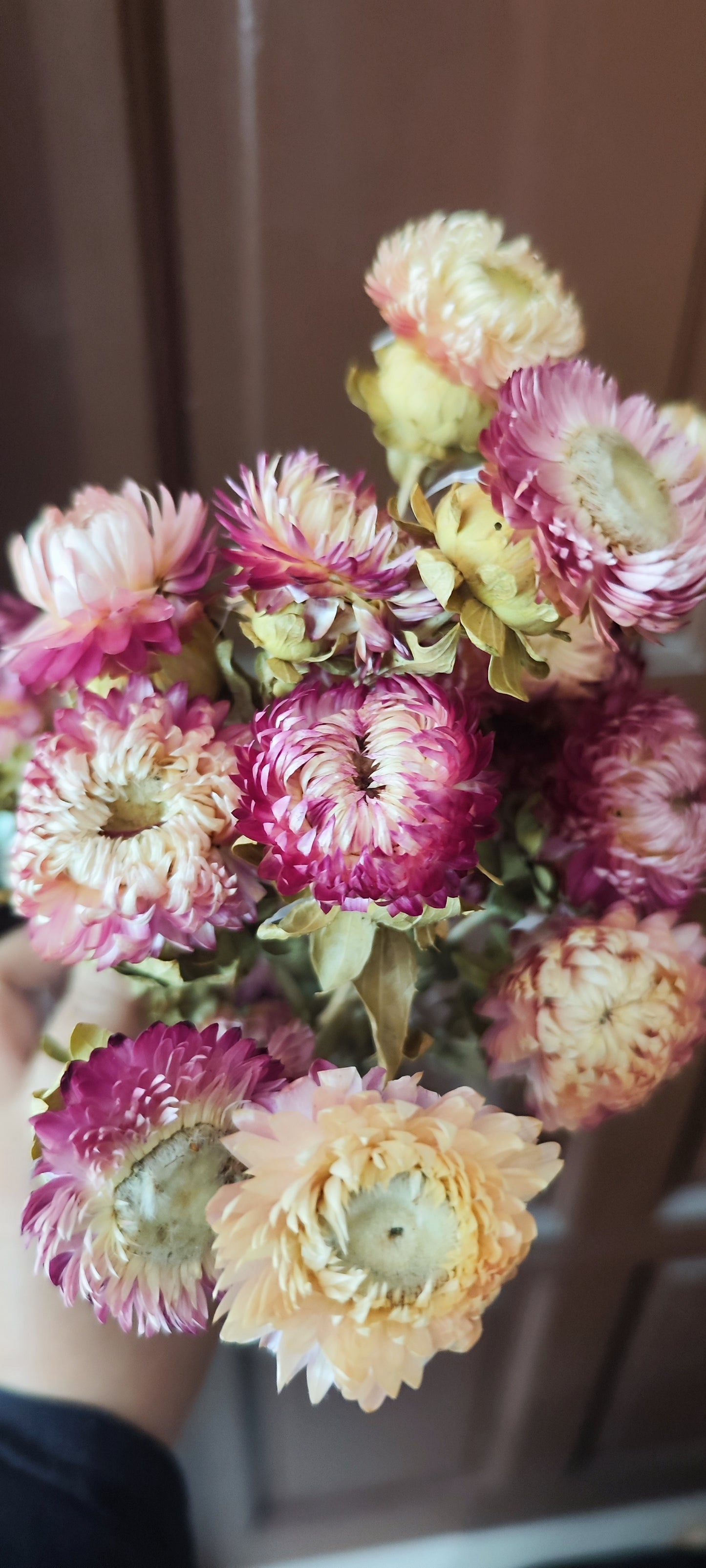 Preserved Strawflowers (mix of pink coloured flowers)