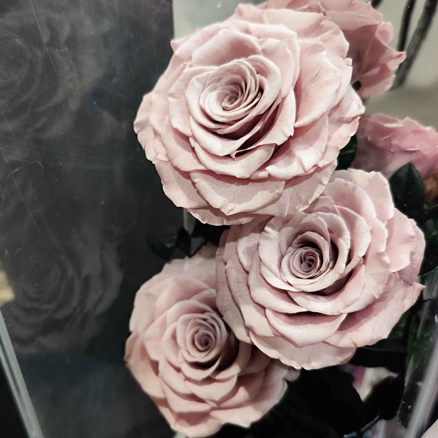 Roses in Acrylic Box