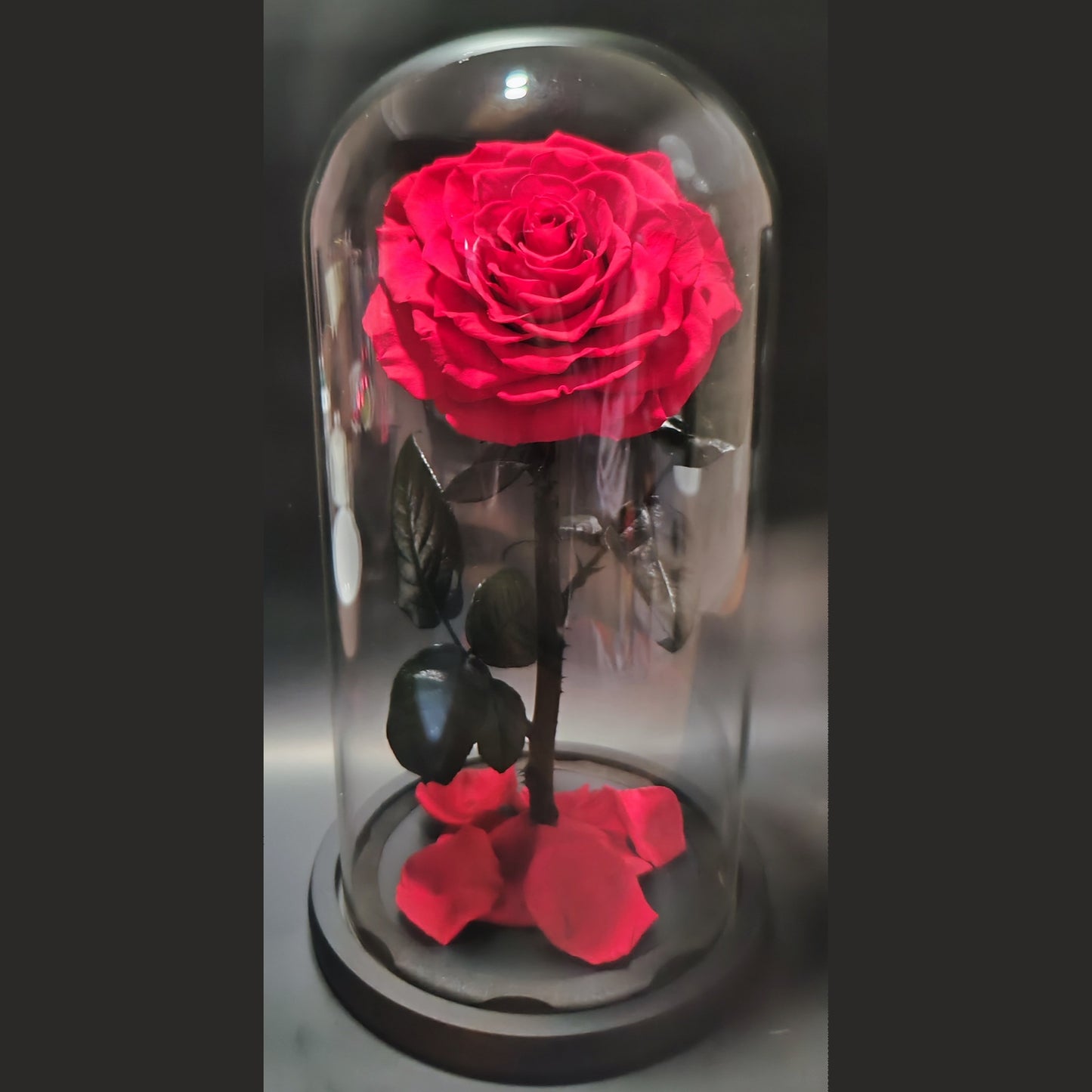 Beauty and the Beast (Extra Large Red Rose)