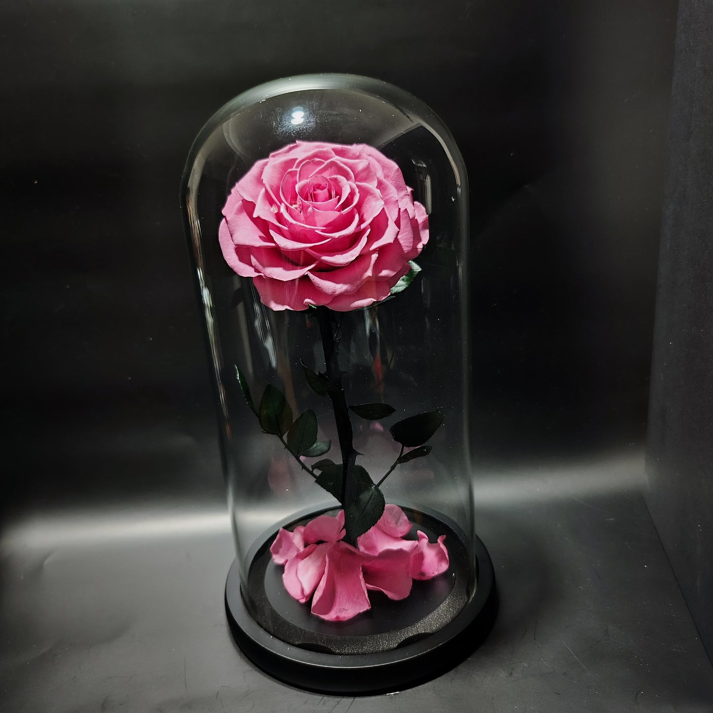 Beauty and the Beast (Extra Large Pink Rose)