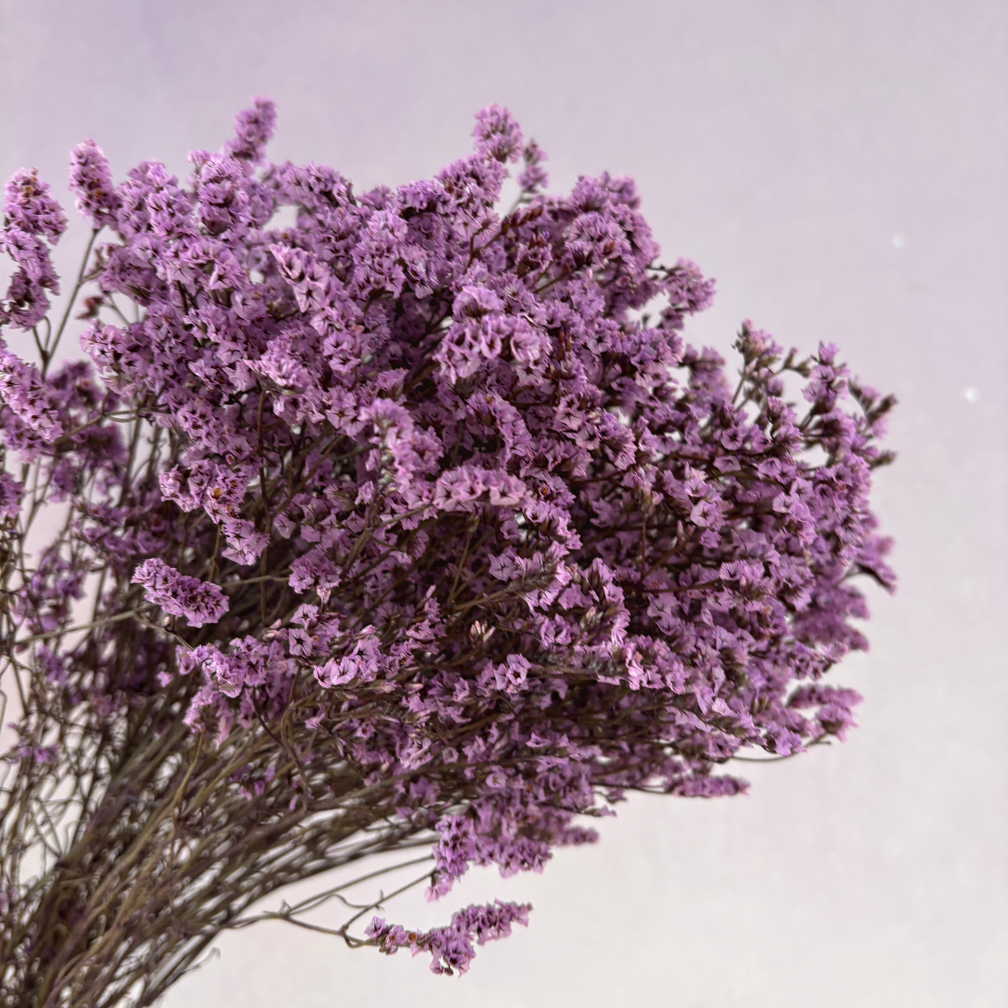 Statice Limonium Sinuatum Purple