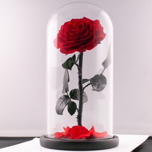 Beauty and the Beast (Extra Large Red Rose)