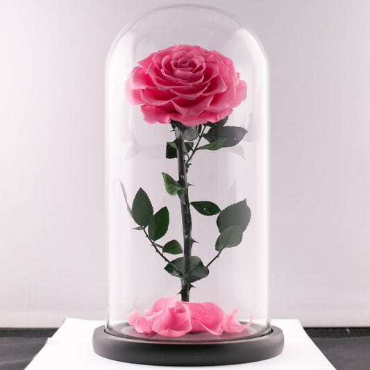 Beauty and the Beast (Extra Large Pink Rose)