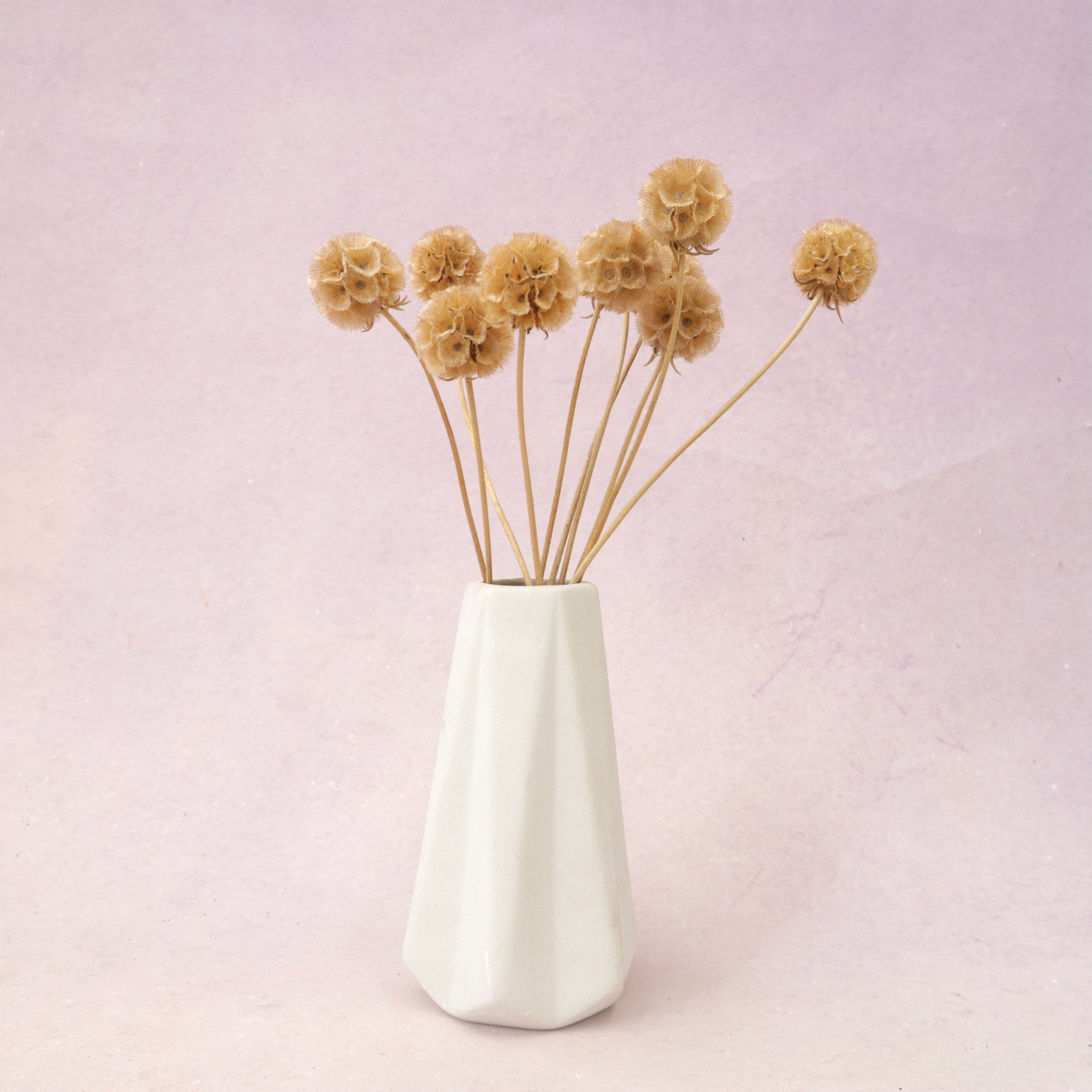 Scabiosa Khaki