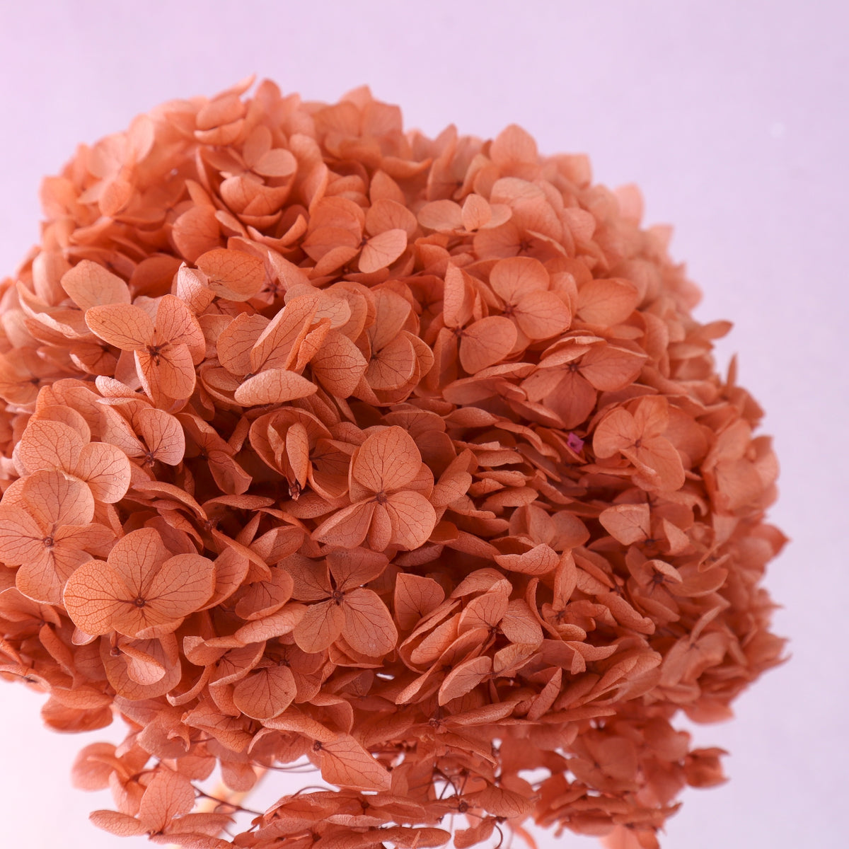 Annabelle Hydrangea Burnt Apricot