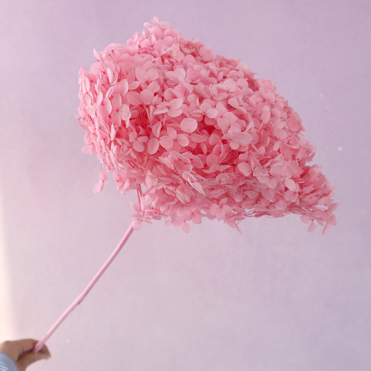 Annabelle Hydrangea Hot Pink
