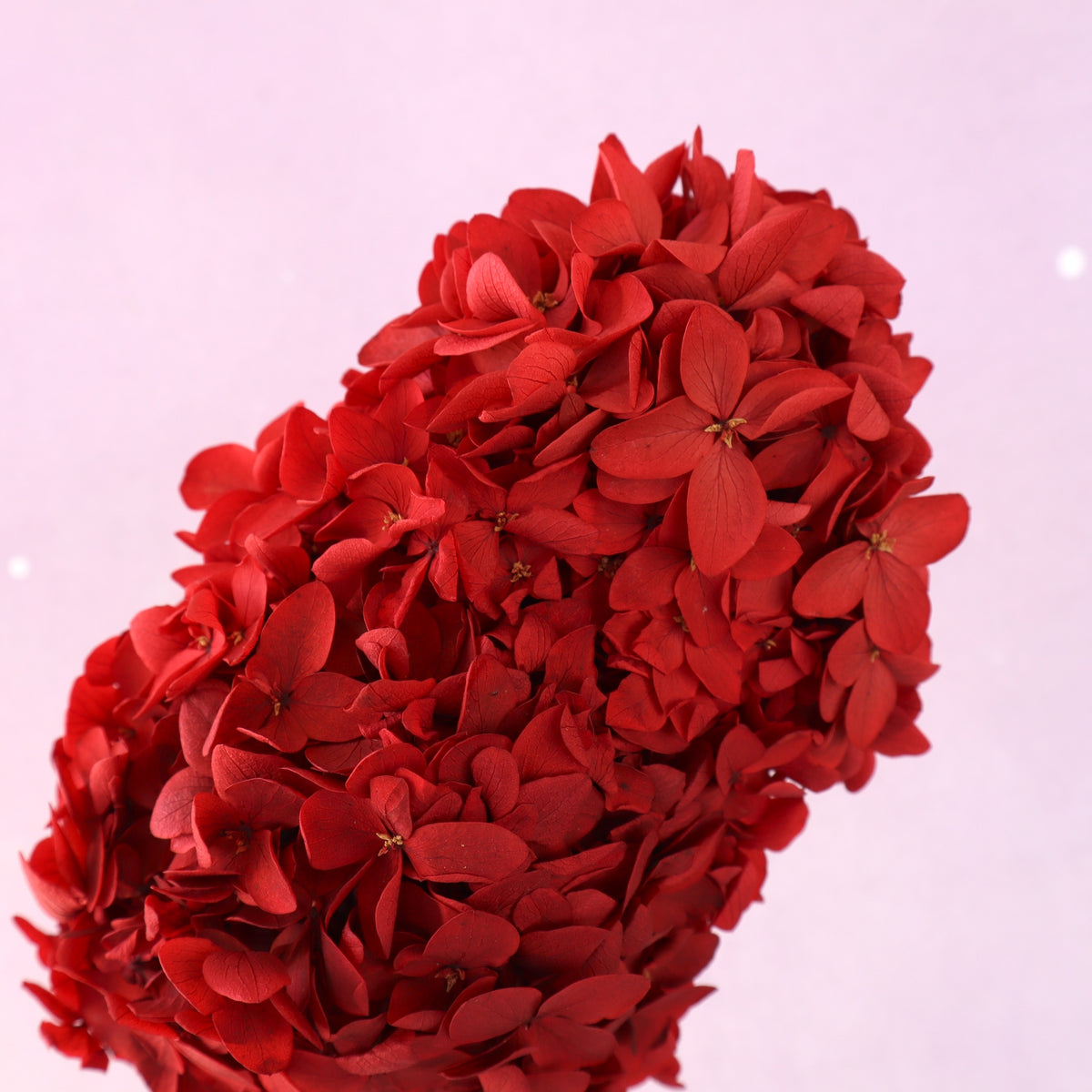 Paniculata Hydrangea Red
