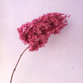 Paniculata Hydrangea Raspberry Pink