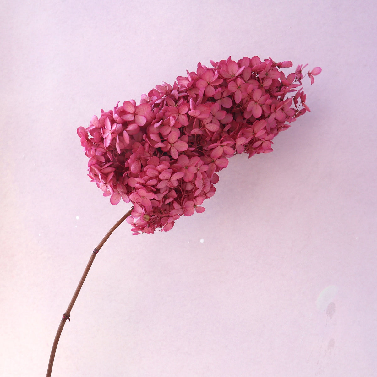 Paniculata Hydrangea Raspberry Pink