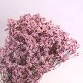 Statice Limonium Sinuatum Pink