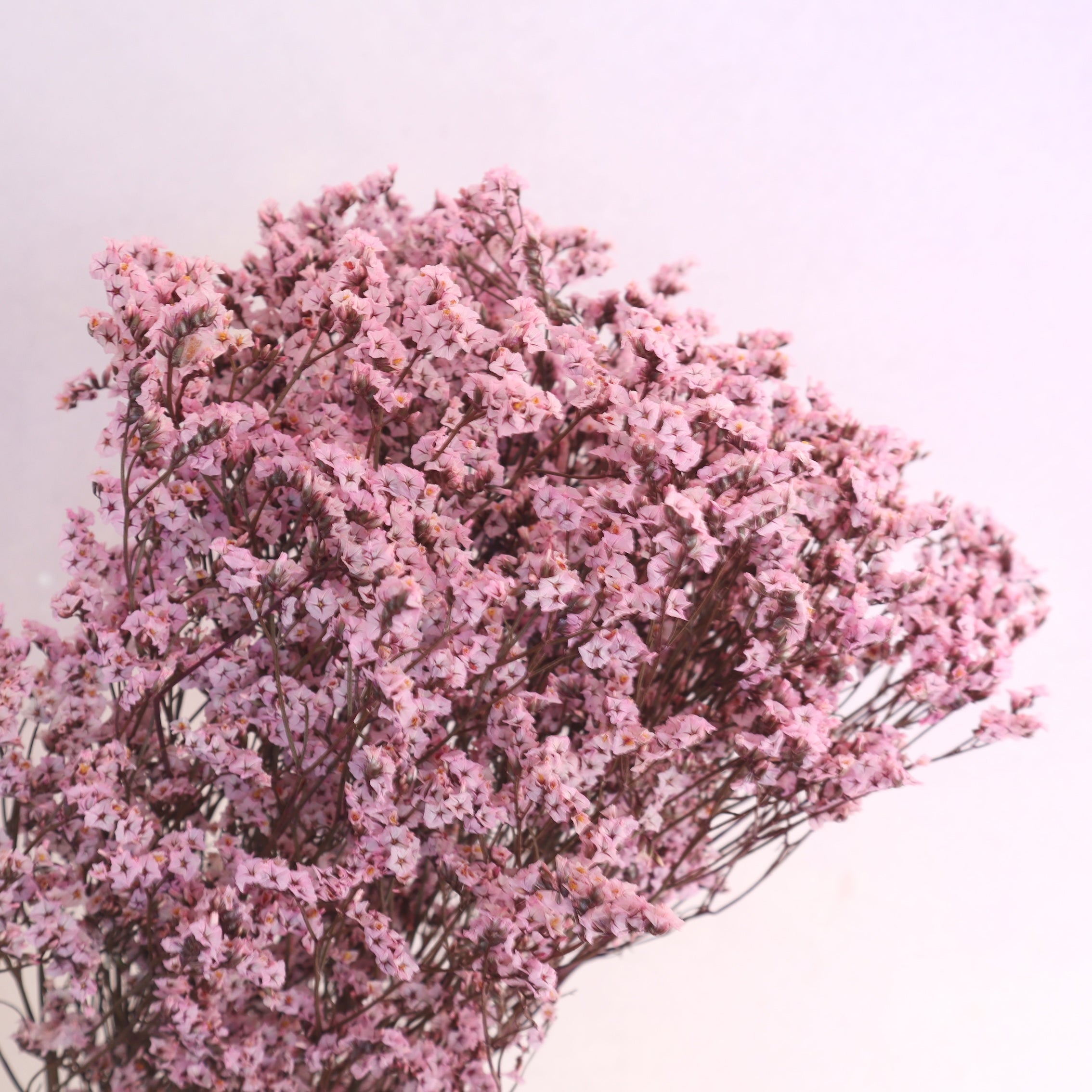 Statice Limonium Sinuatum Pink