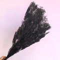 Melaleuca Bracteata Black