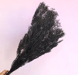 Melaleuca Bracteata Black