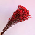 Statice Limonium Sinuatum Scarlet Red
