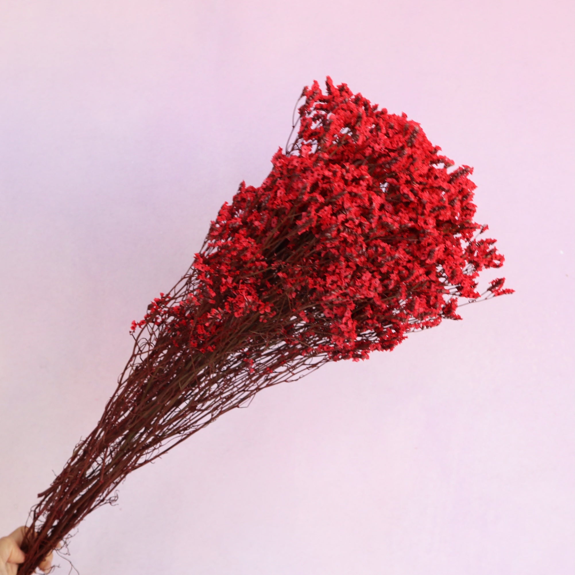 Statice Limonium Sinuatum Scarlet Red
