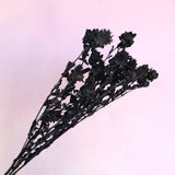 Safflower Black