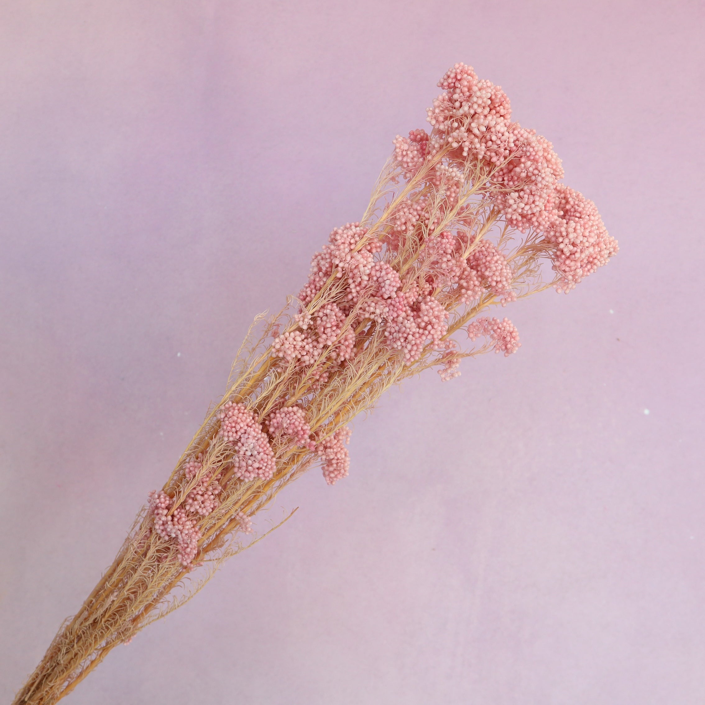 Rice Flower Blush Pink
