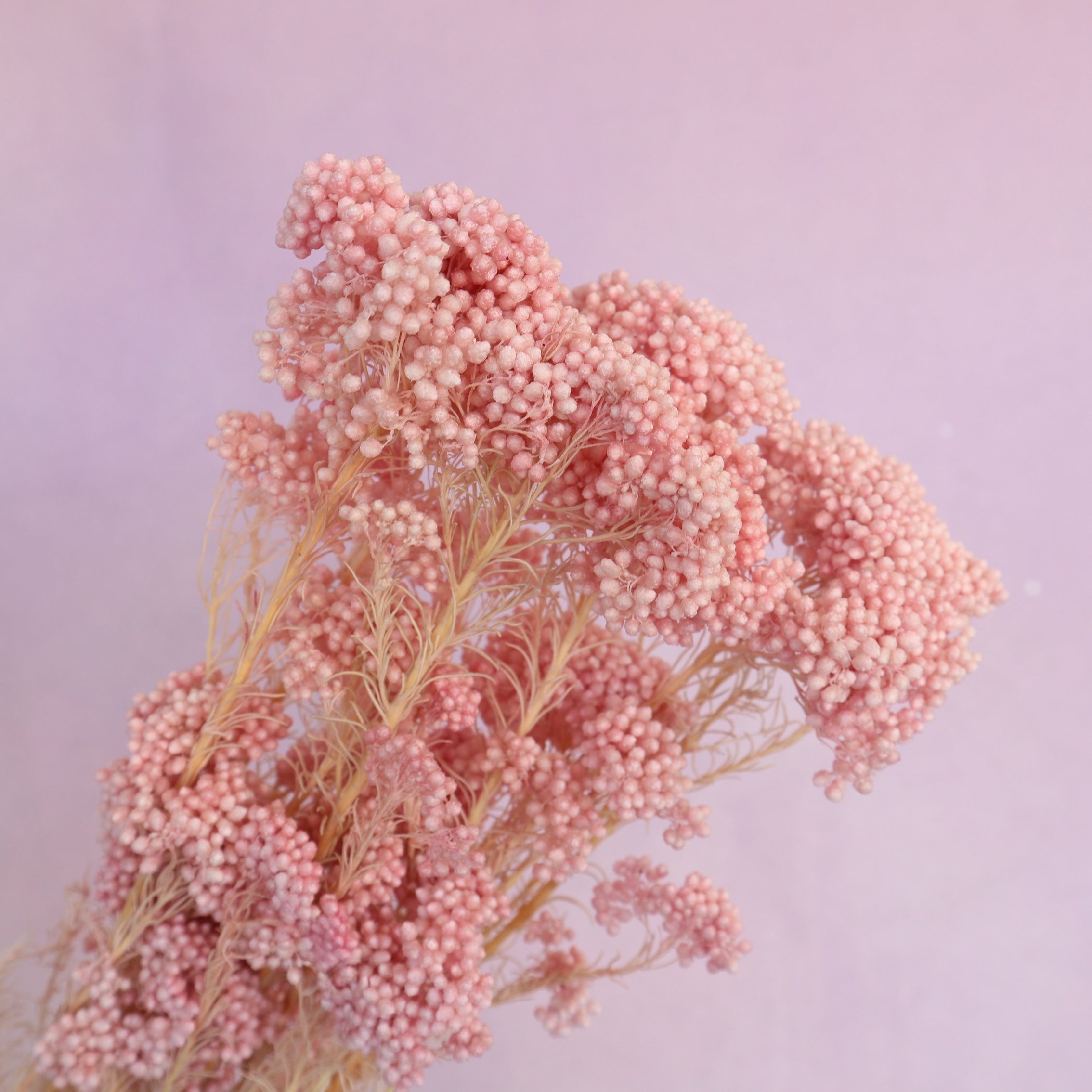 Rice Flower Blush Pink
