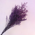Misty Orchid Purple