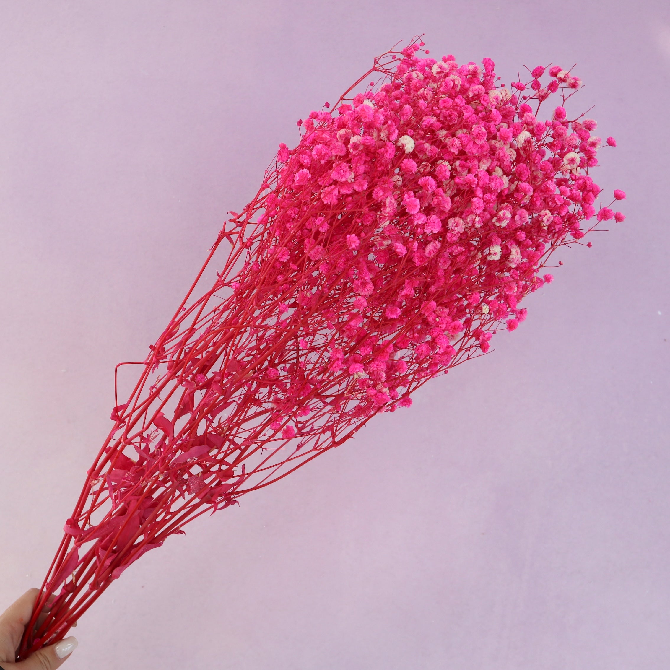 Baby's Breath Hot Pink