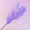 Ruscus Big Leaf Orchid Purple