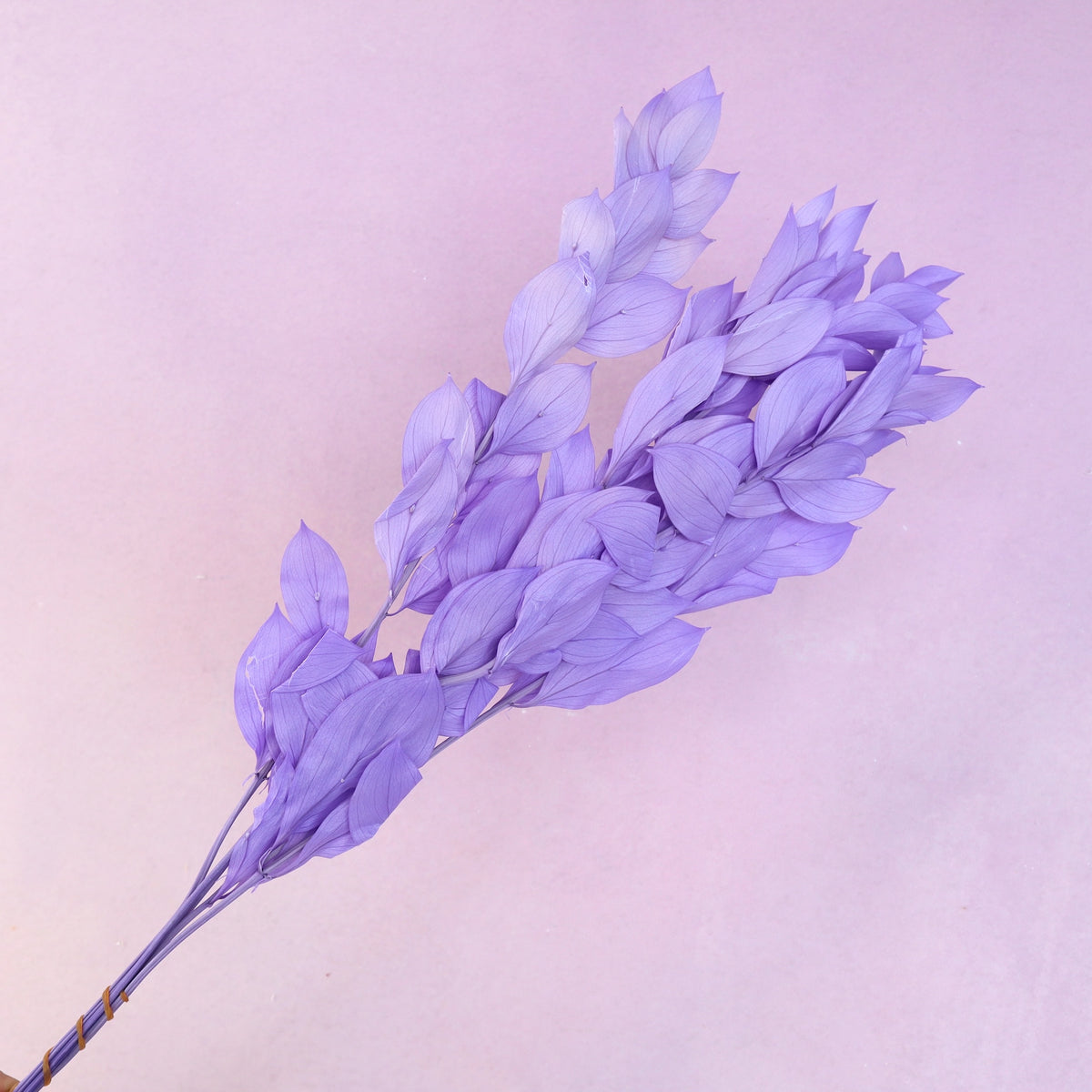 Ruscus Big Leaf Orchid Purple