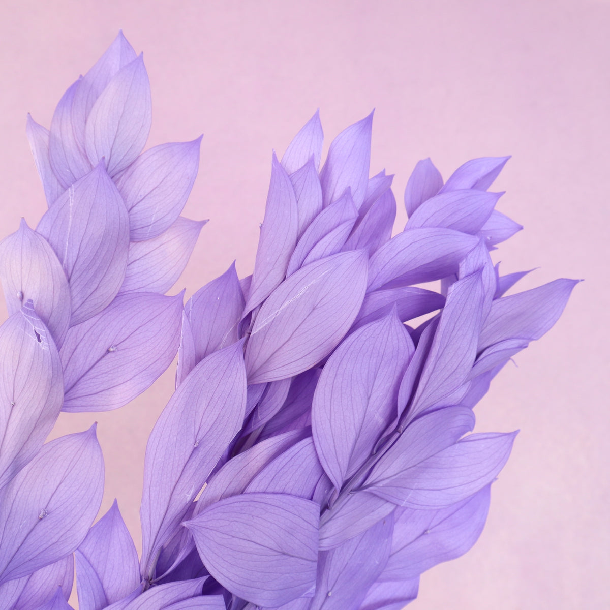 Ruscus Big Leaf Orchid Purple