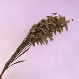 Sea Oats Natural