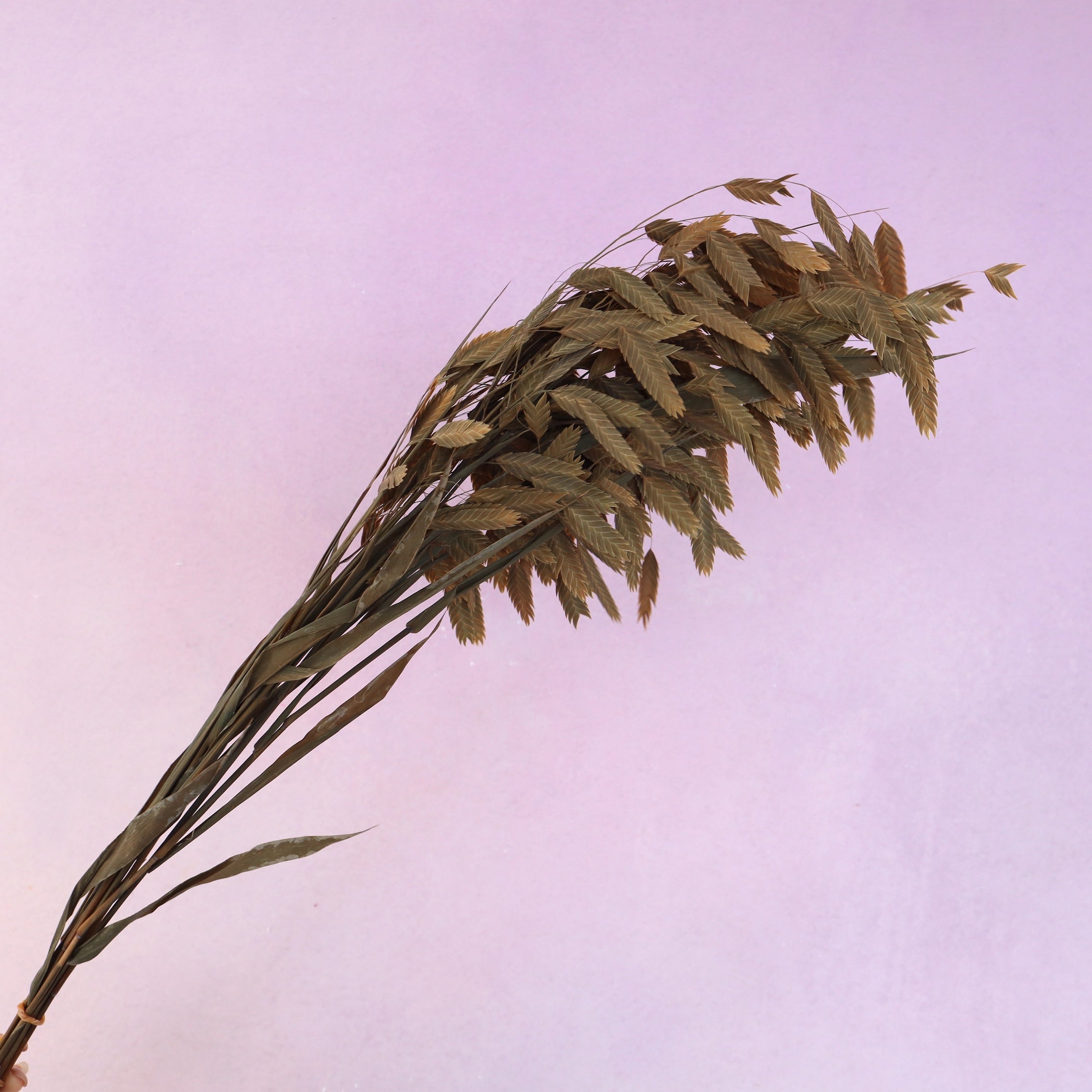 Sea Oats Natural