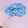 Annabelle Hydrangea Powder Blue