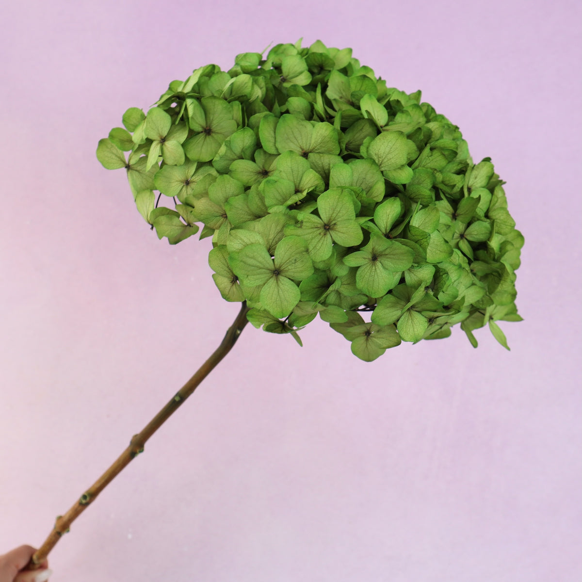 Hydrangea Bigleaf Green