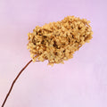 Paniculata Hydrangea Natural