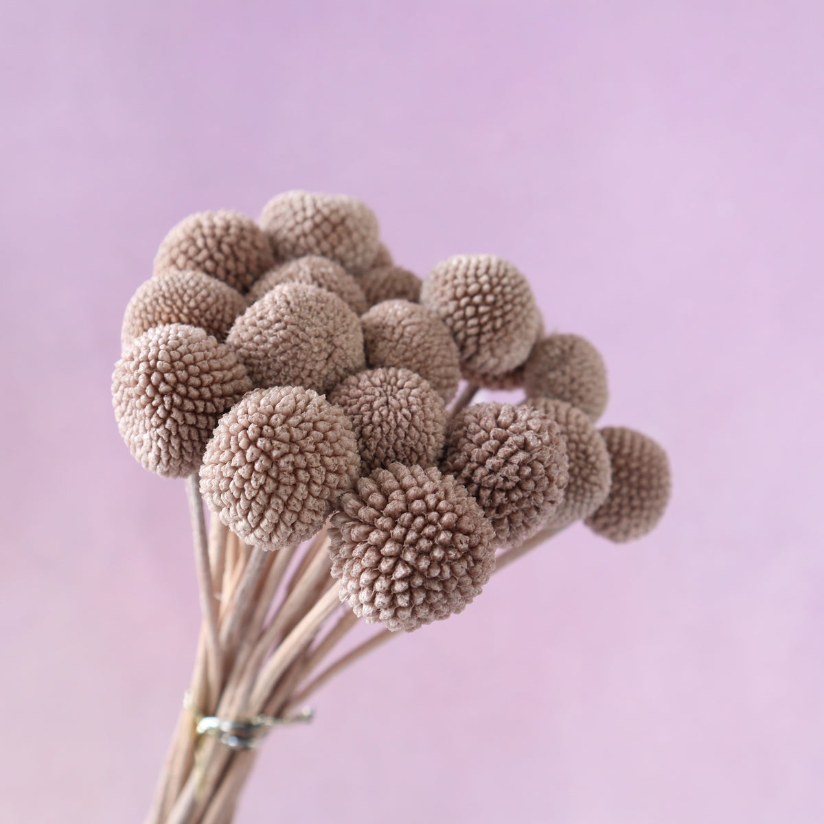 Billy Button Khaki