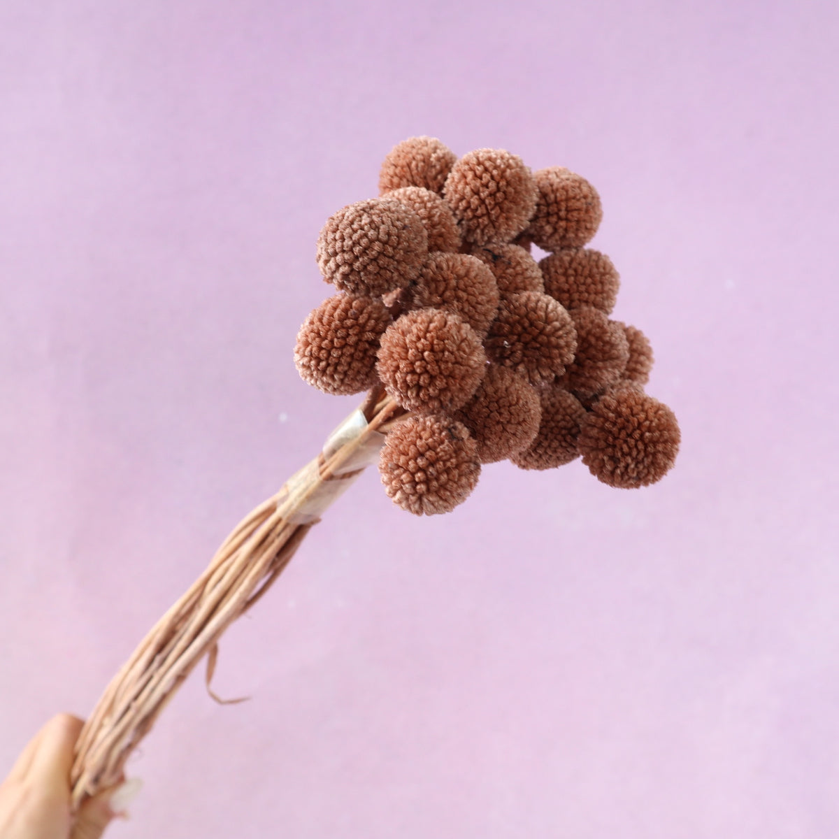 Billy Button Caramel