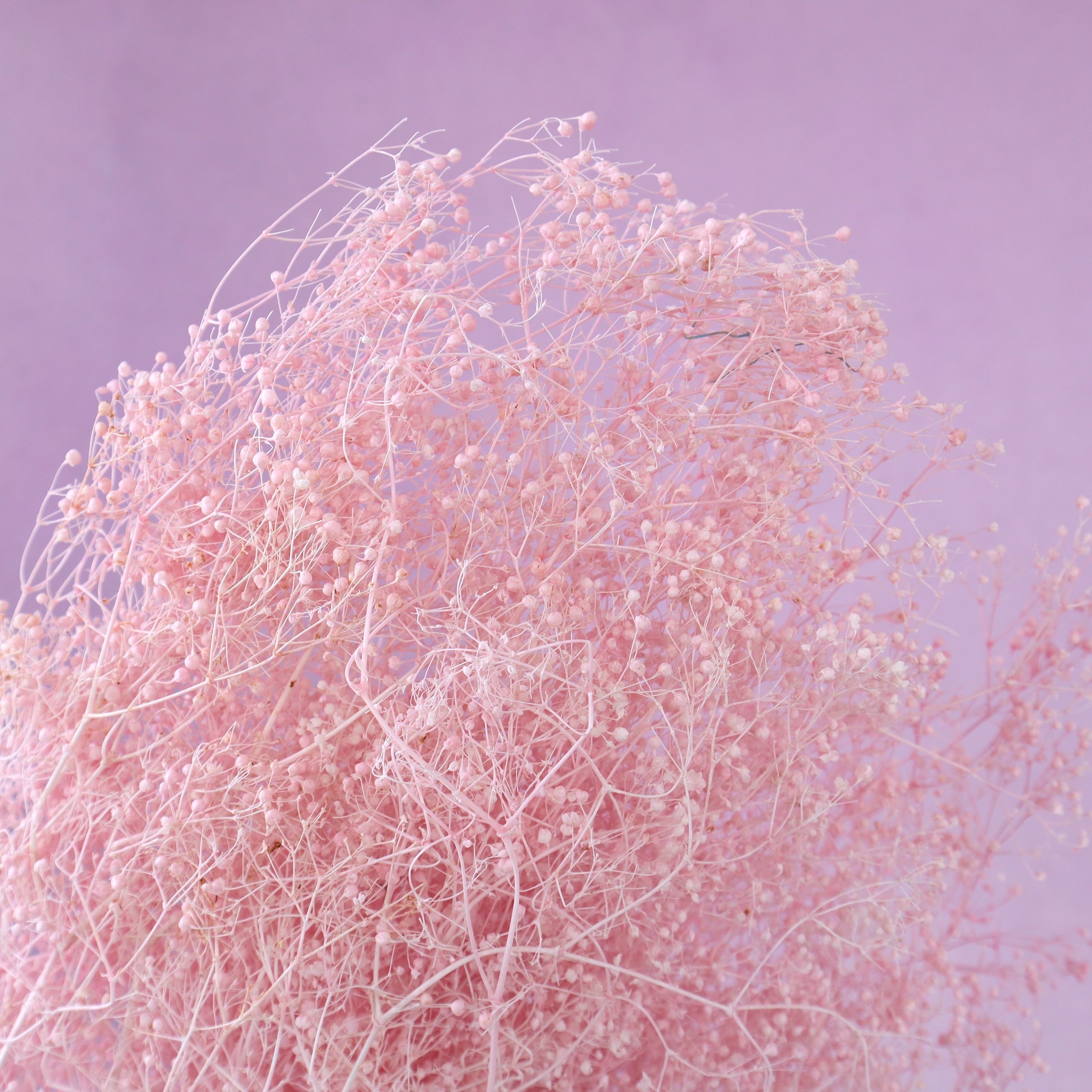 Snowy Baby's Breath Soft Pink