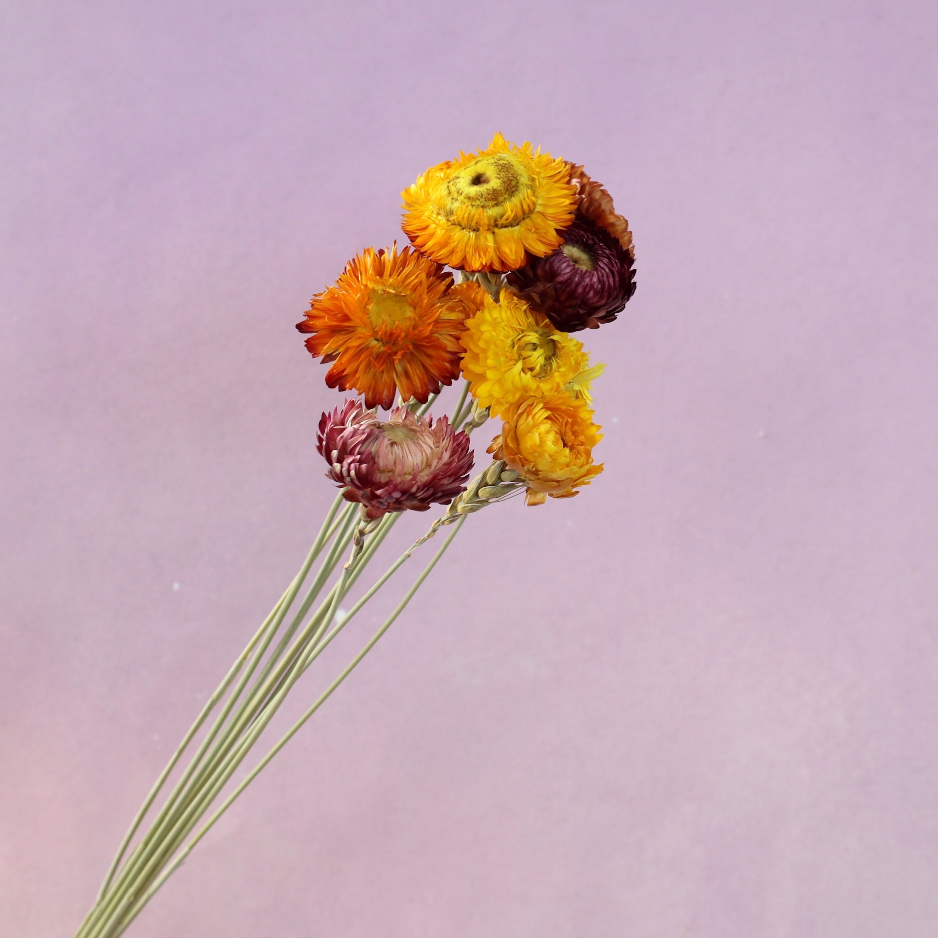 Strawflowers Mixed Color