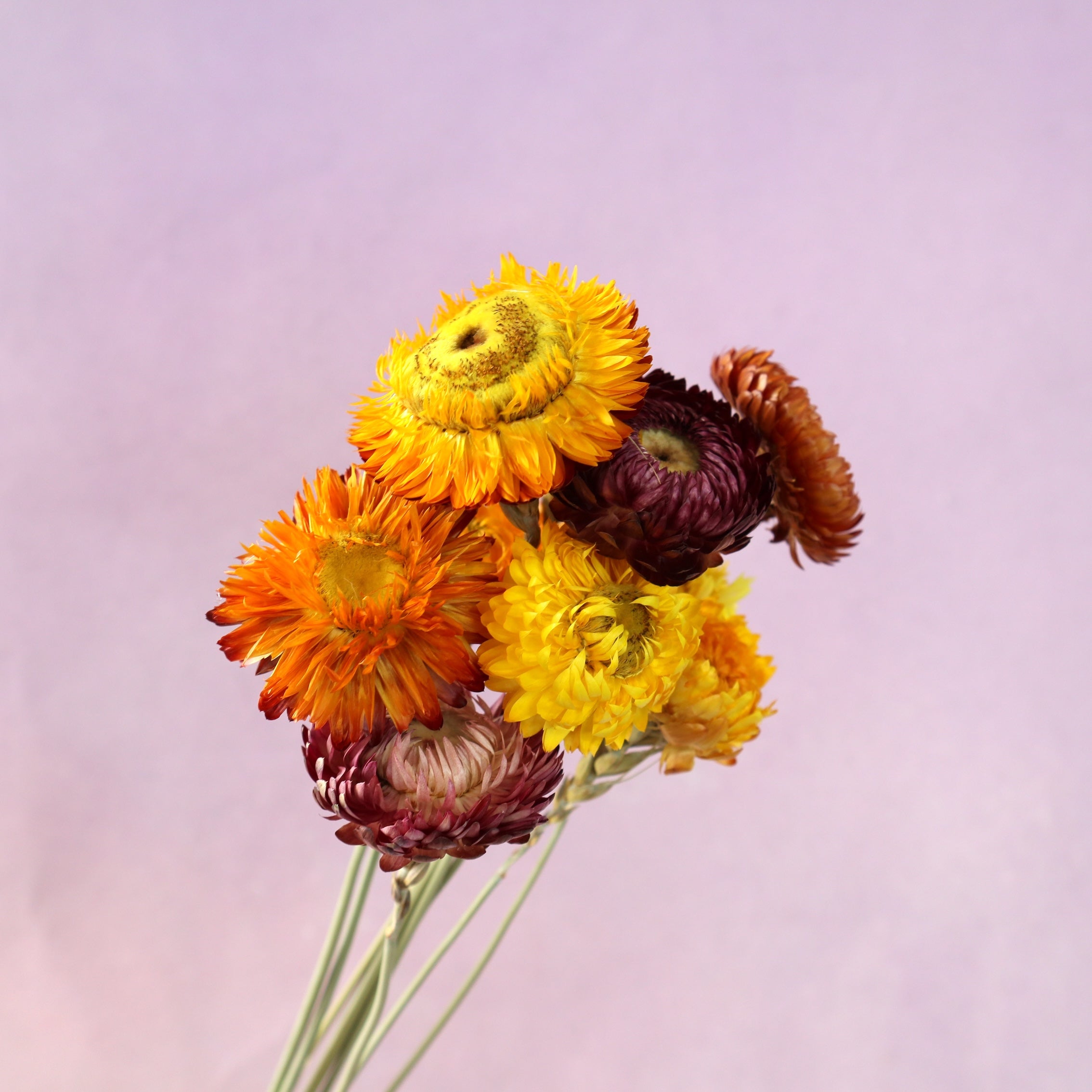 Strawflowers Mixed Color