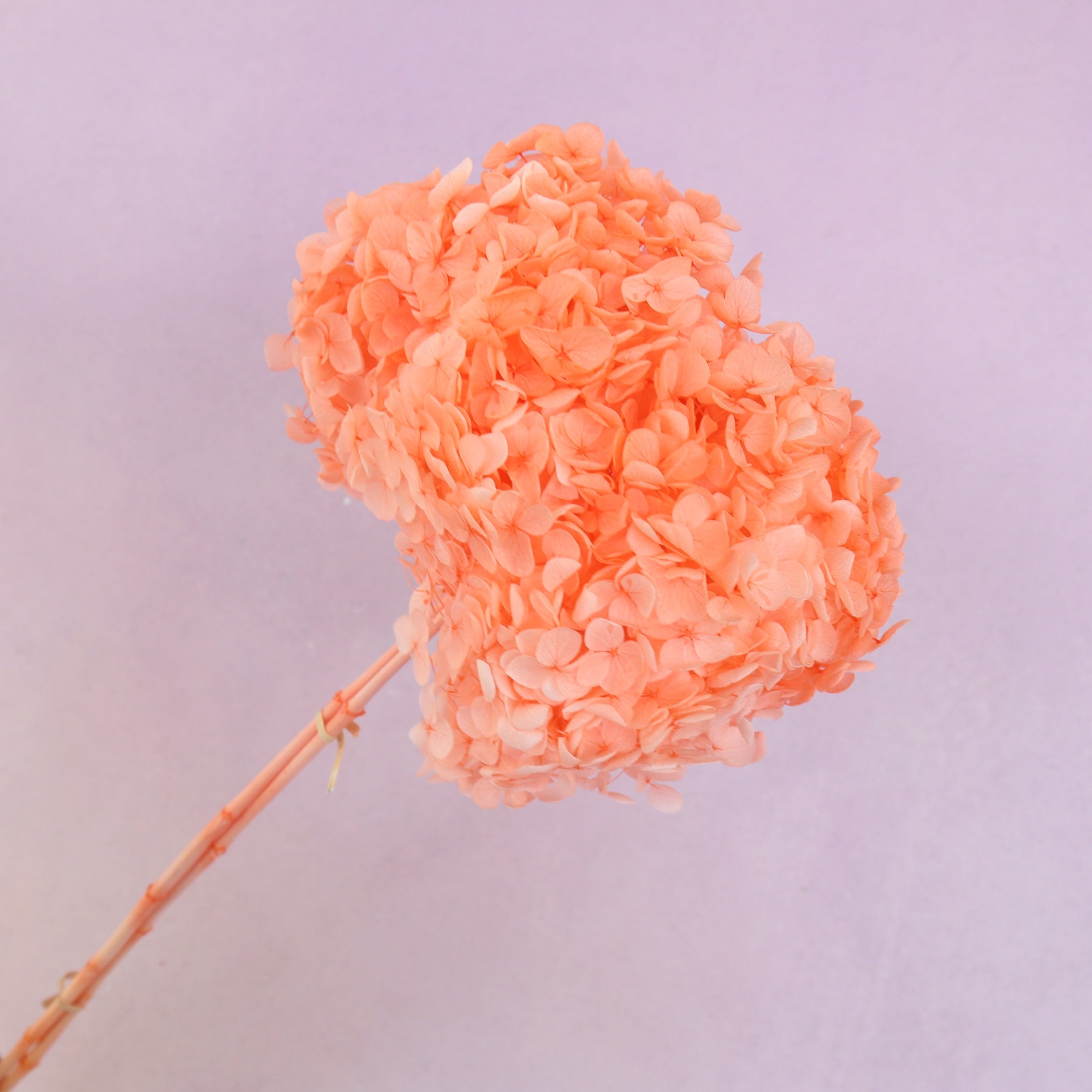 Annabelle Hydrangea Coral