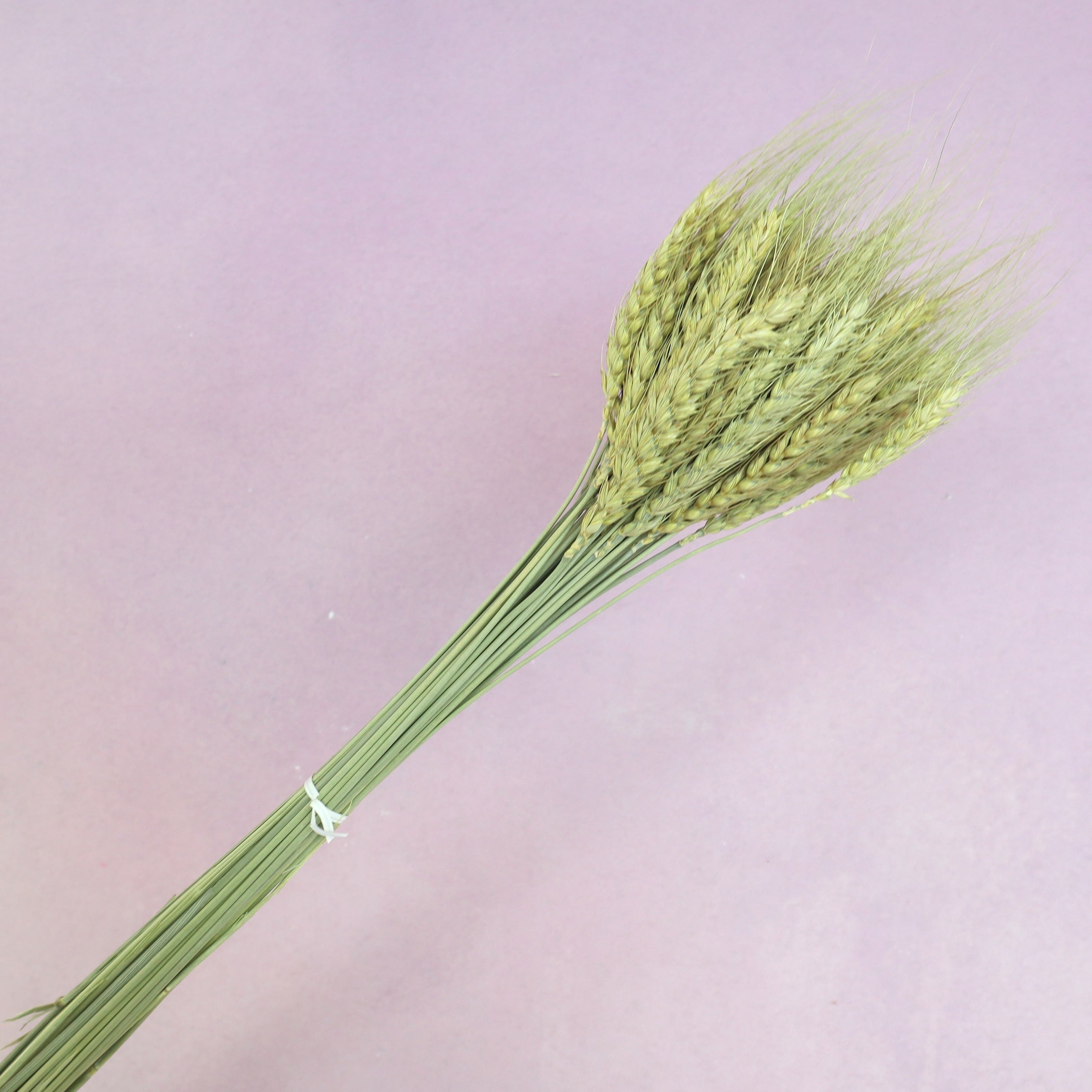 Dried Wheat