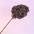 Paniculata Hydrangea Taupe