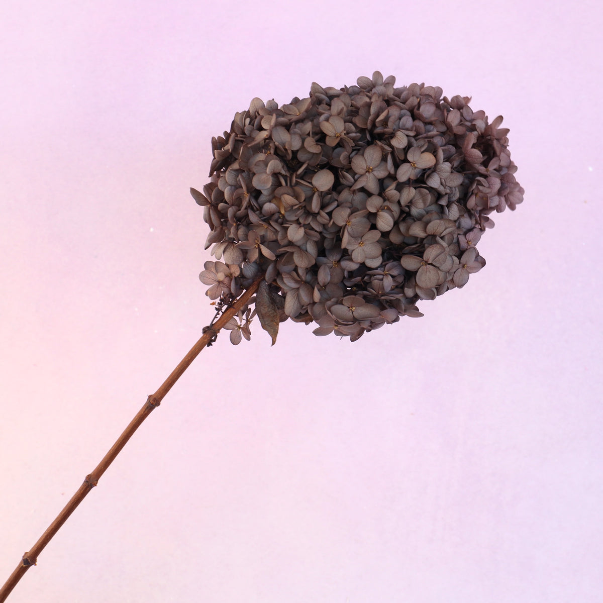Paniculata Hydrangea Taupe