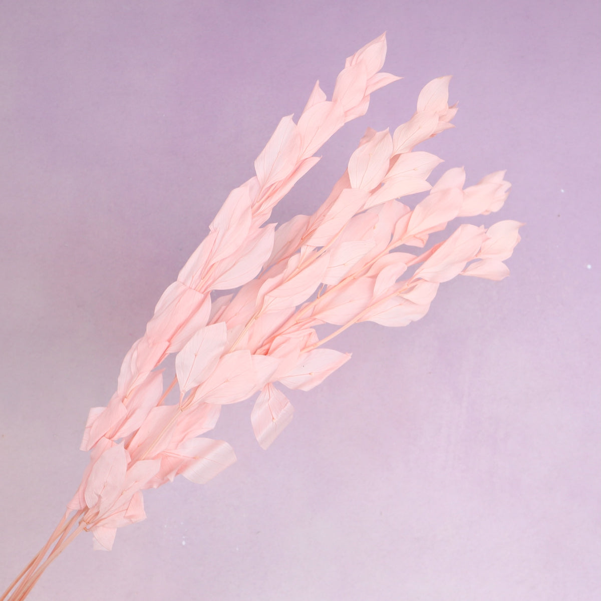 Ruscus Big Leaf Light Pink