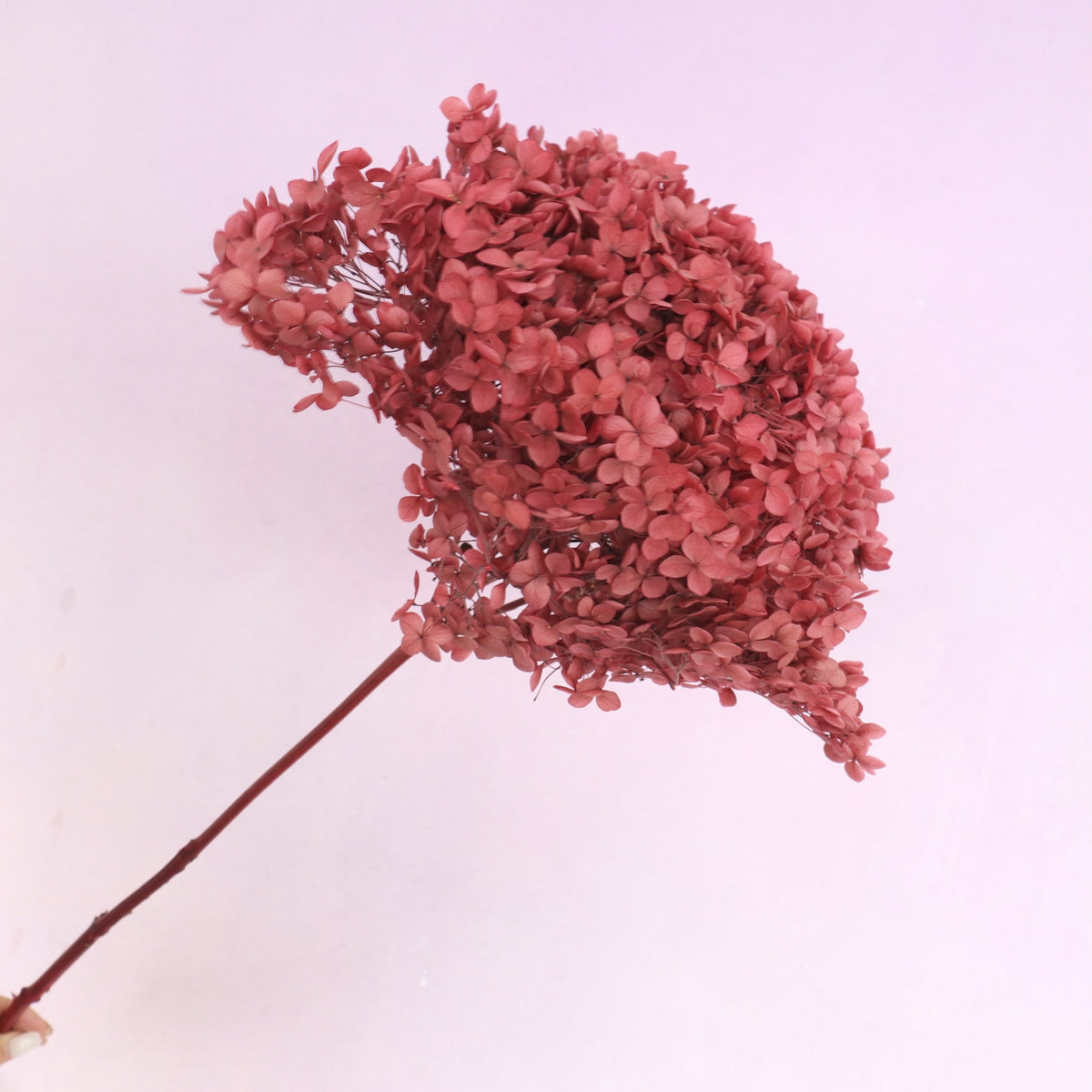 Annabelle Hydrangea Raspberry Red