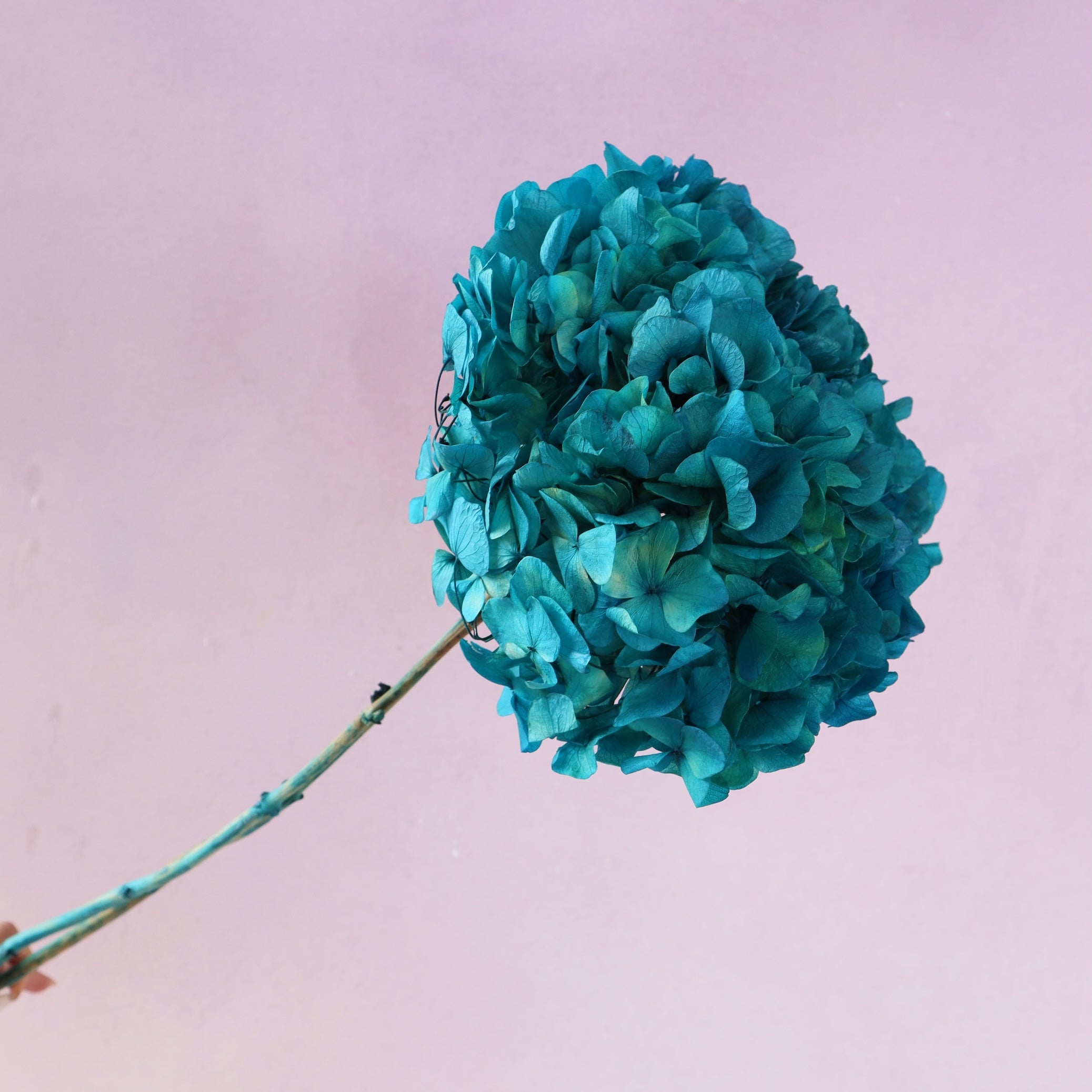 Hydrangea Bigleaf Peacock Blue