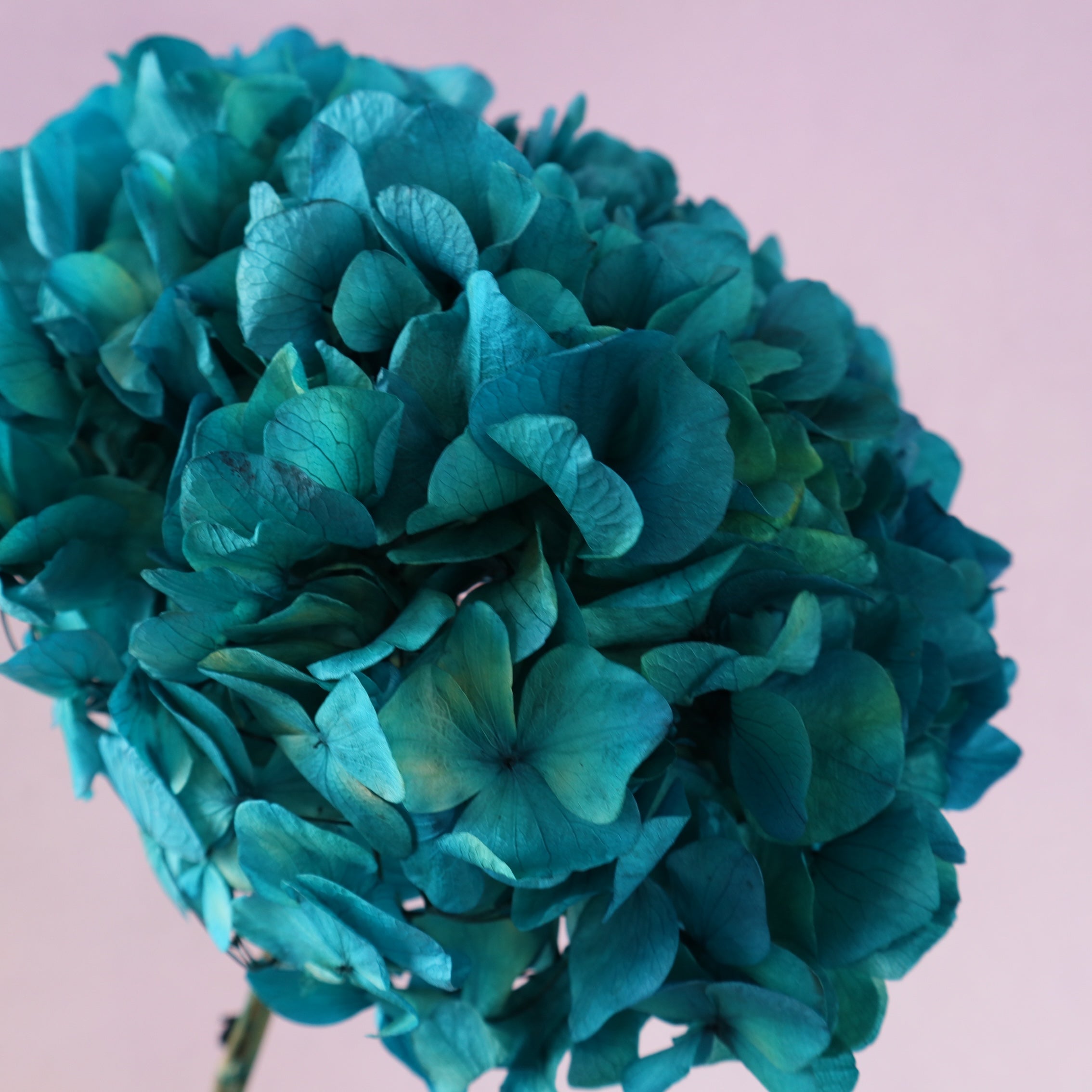 Hydrangea Bigleaf Peacock Blue